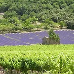Des Vignes En Drome Provencale *