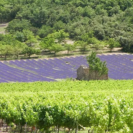 Des Vignes En Drome Provencale *