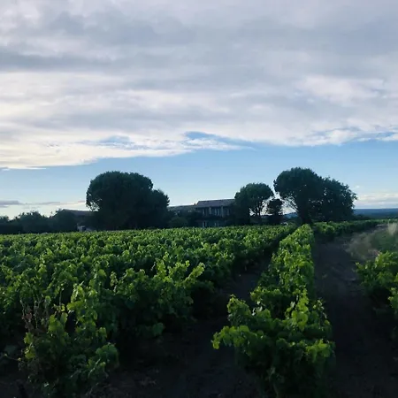 Des Vignes En Drome Provencale