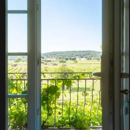 Des Vignes En Drome Provencale *