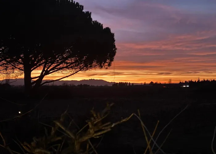 Des Vignes En Drome Provencale